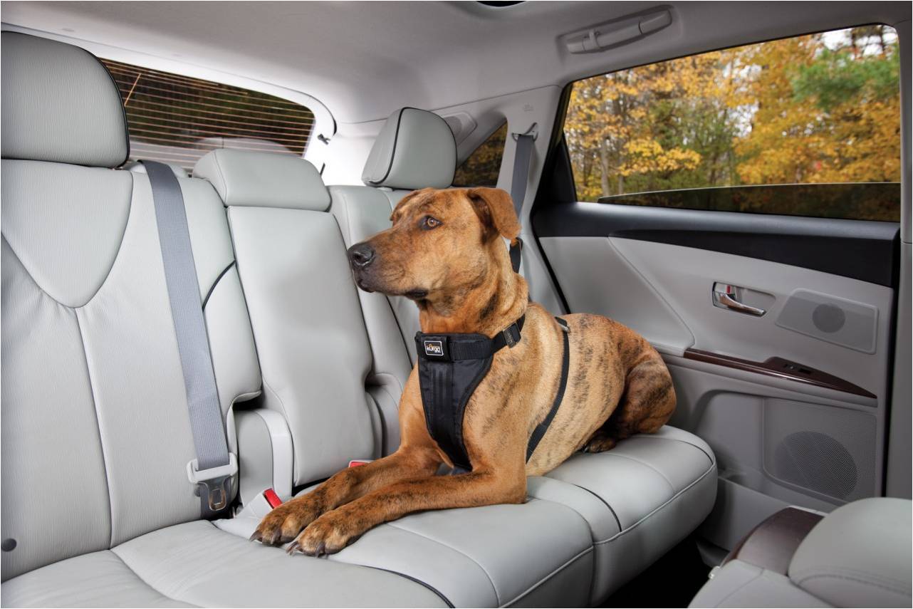 Biztonságos utazás az autóban -a kutya is meghálálja