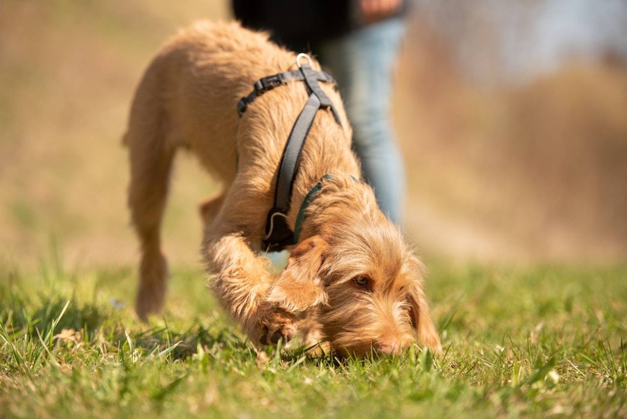 A szaglászás hozzájárul a kutya mentális, érzelmi és fizikai egészségéhez is
