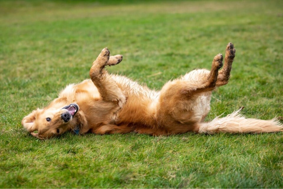 Gyomorcsavarodás kutyáknál - a hempergés is előidézheti