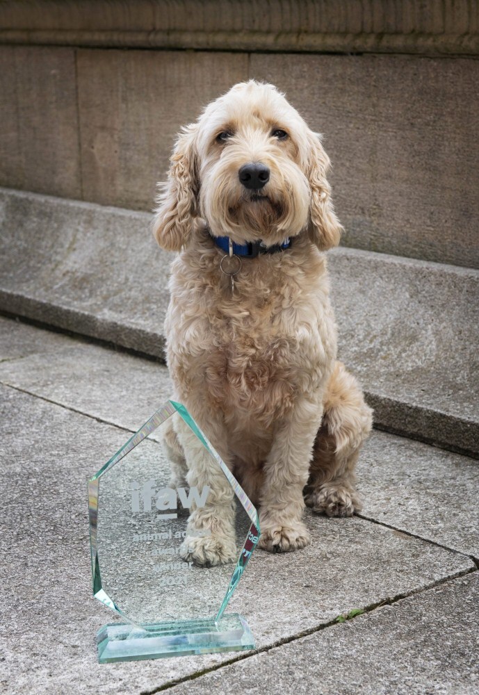 Jasper, a terápiás kutya kórházakban segített a járvány idején