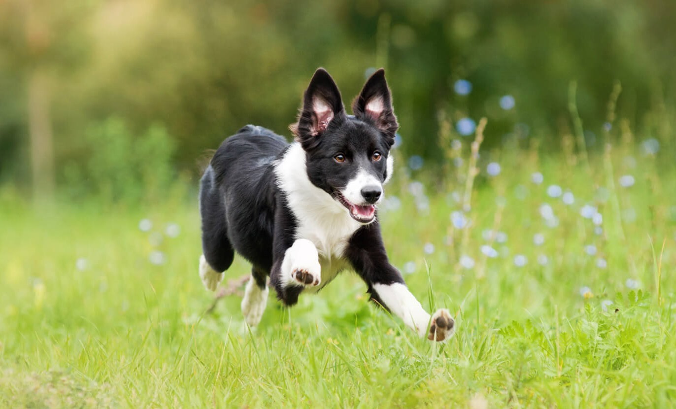 Egy magas energiaszintű kutyának sok-sok testmozgás kell