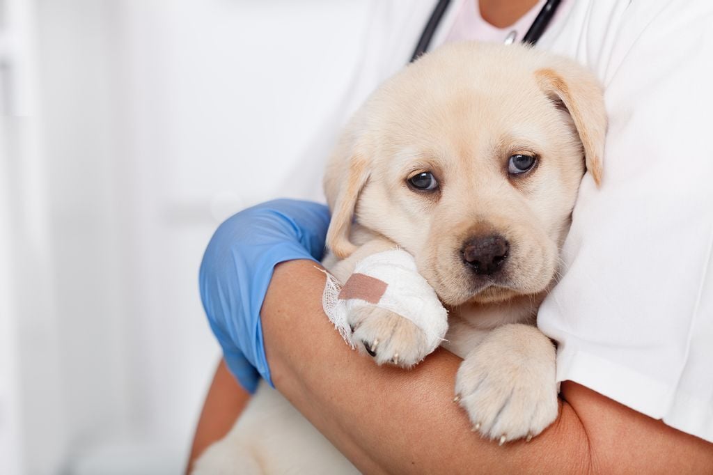 Sérülés esetén fontos, hogy a kutya mielőbb állatorvosi ellátást kapjon