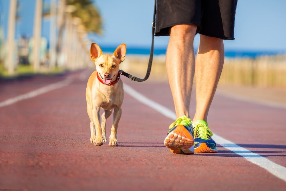Séta vagy sport - A kistestű kutyák is örülnek, ha a gazdival együtt mozoghatnak