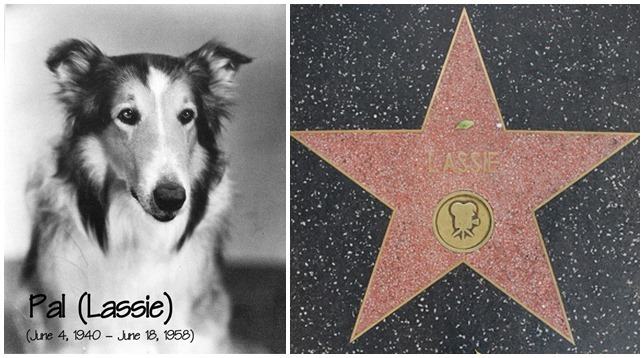 Pal, a skót juhászkutya és Lassie csillaga a Hollywoody hírességek sétányán