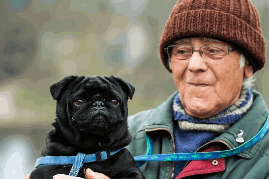 Idős bácsi és kedvence, a kis mopsz - a kutyatartás az idős embereket is aktívabb életmódra ösztönzik