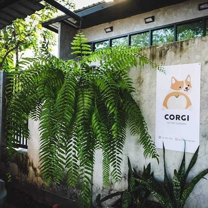 Corgi in the Garden - kávézó tele corgikkal
