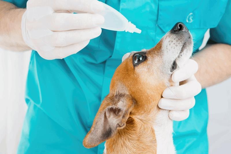 Az állatorvos antibiotikumos szemcseppet is felírhat a kutyának, ha megsérült a szeme