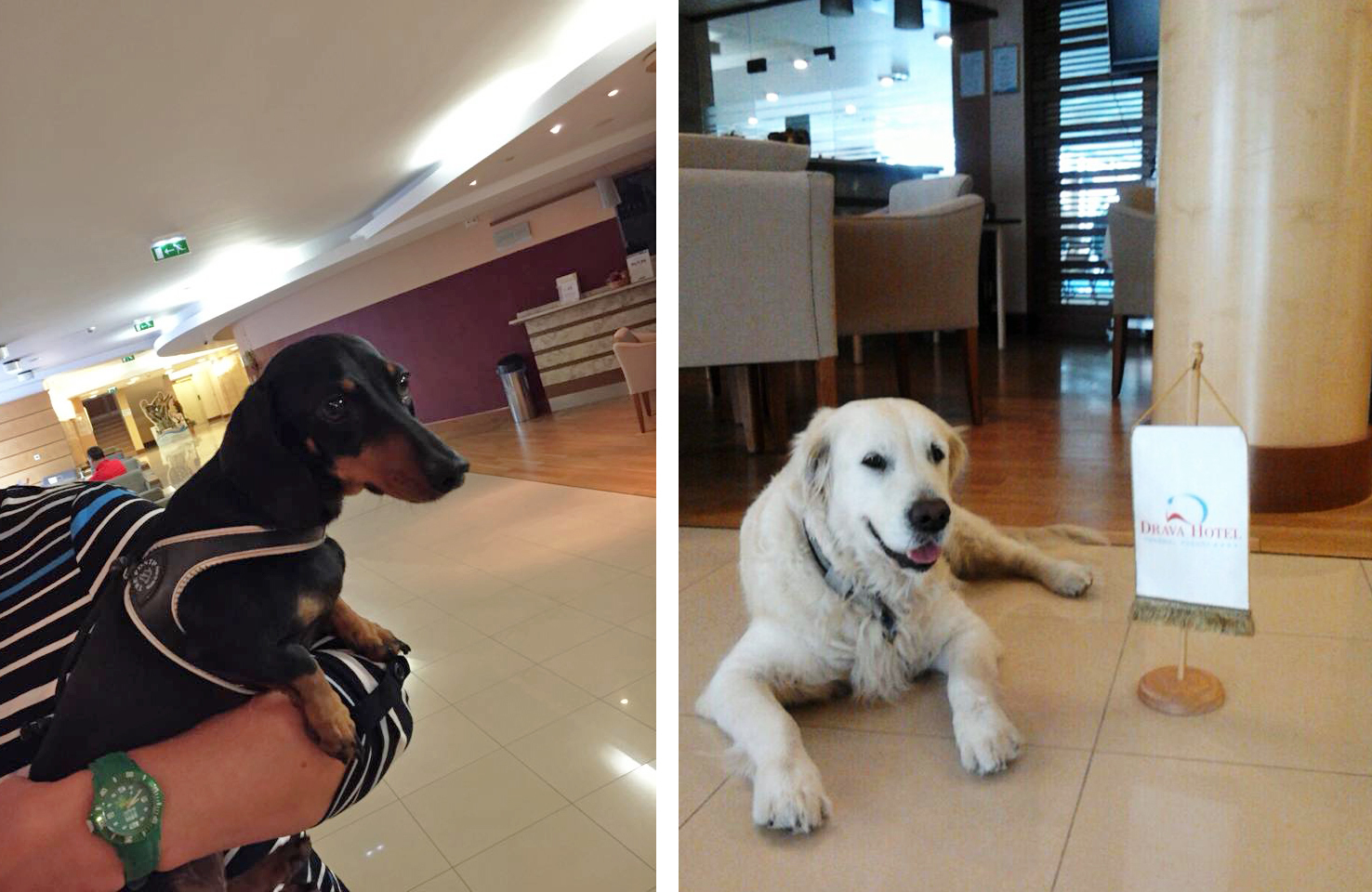 Kis- és nagyobb testű kutyákat is szívesen lát a kutyabarát Dráva Hotel