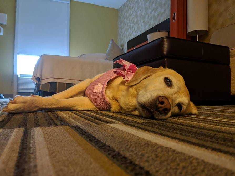 Akár szobatárssá is válhat a gazdikereső kutya a hotelben