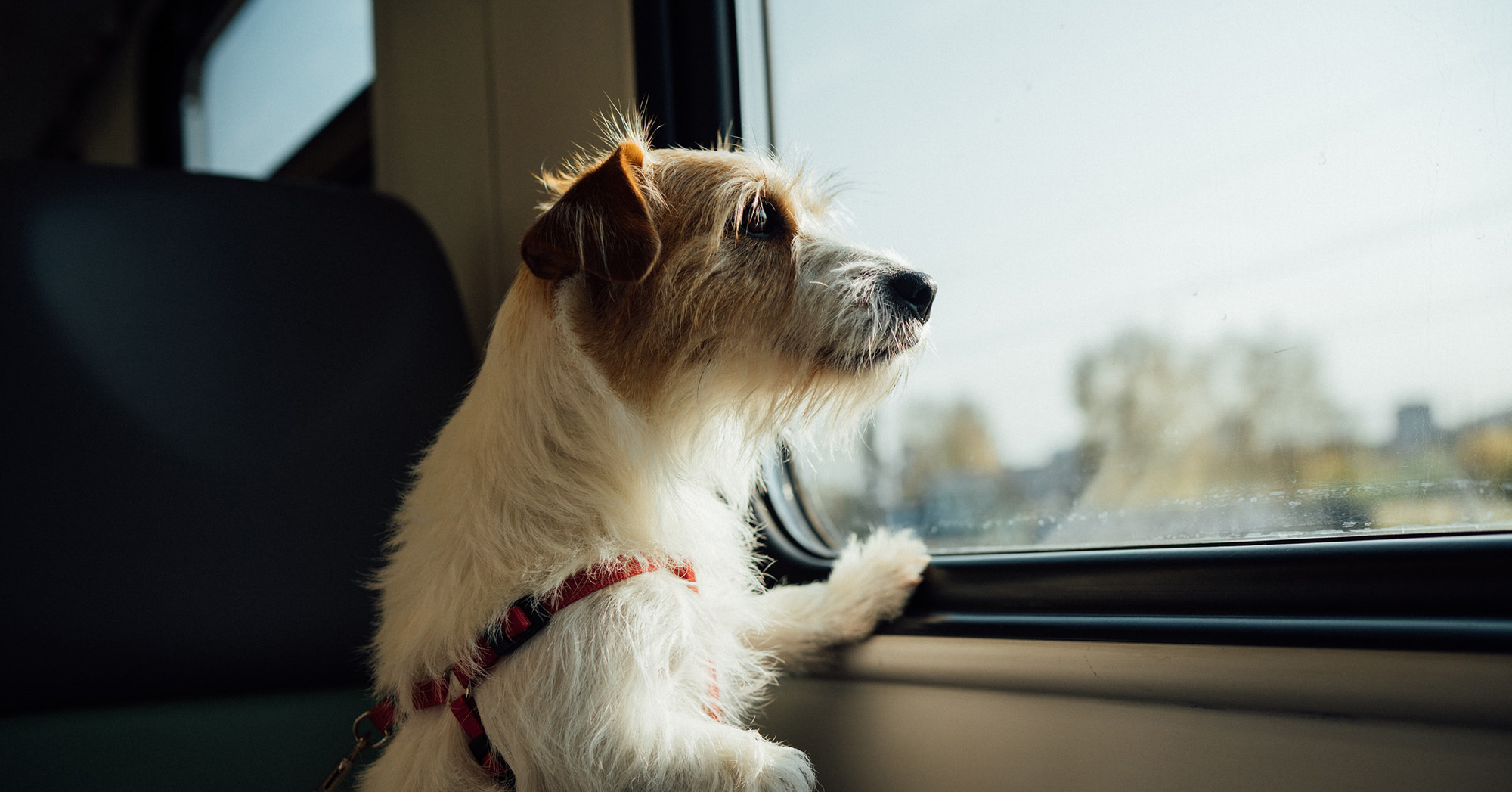 Szeptember 15-ig nemcsak a kicsi, hanem a közepes és nagytestű kutyák is ingyen utazhatnak a vonatokon.
