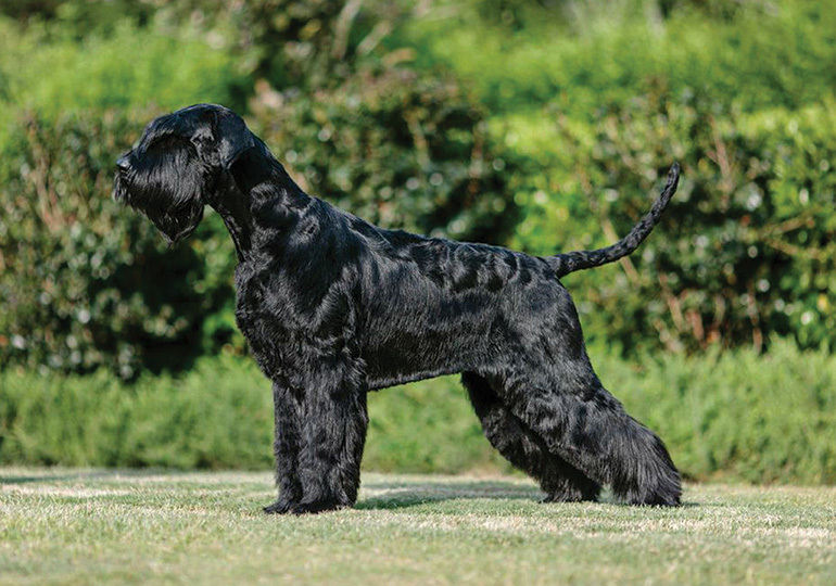 óriás schnauzer