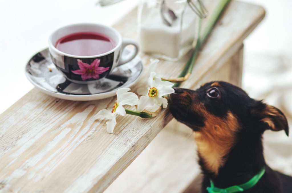 Egy csésze tea - a benne lévő koffein veszélyes lehet a kutya számára