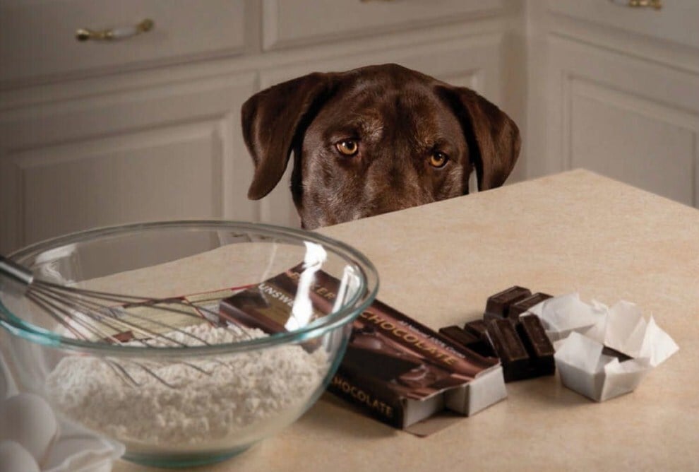 Finom illata miatt a kutya szívesen megenné a csokoládét, de mérgező lehet számára