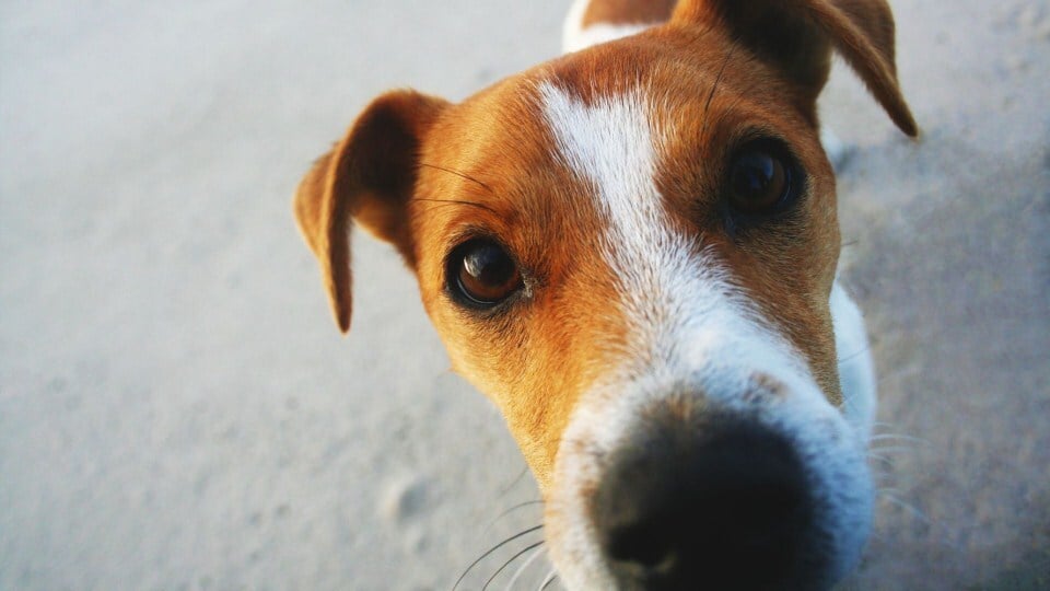 Szaglásuk segítségével rengeteg információt kapnak a kutyák a világról és az emberről is