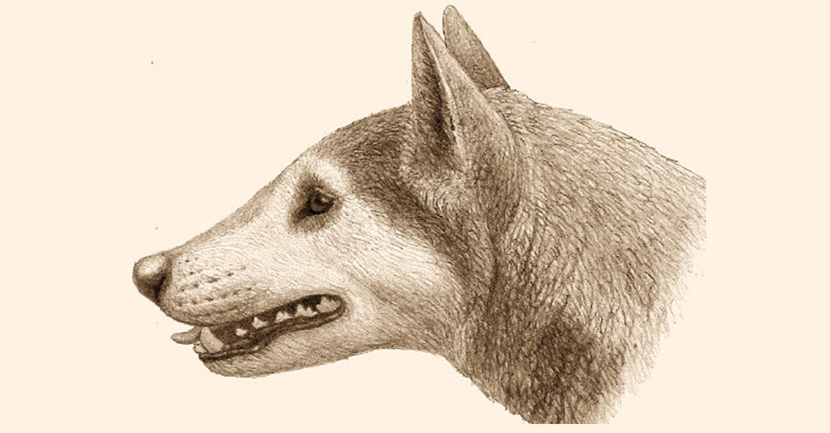 A lelet alapján a Cynarctus Wangiról, az ősi kutyáról készült rajz