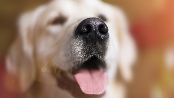 A kutyák orrának mintázata egyedi, így alkalmas lehet az azonosításukra is