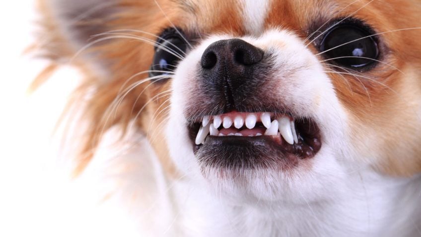 Kutyaepilepszia - az indokolatlan, fokozódó agresszió is tünet lehet