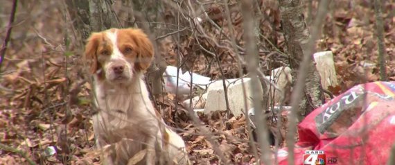 Állatkínzás Arkansas államban - a vad kutyák egyike