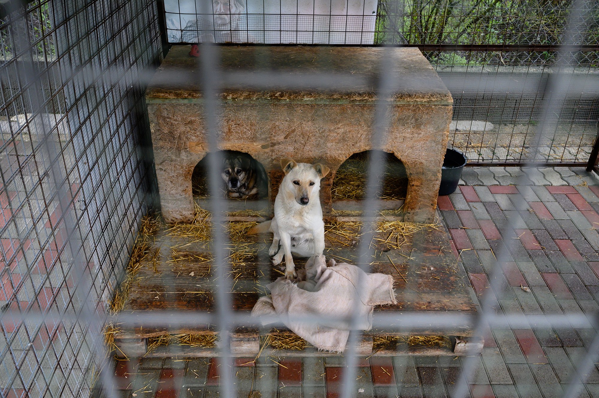 Arank és Bailey, az Etyeki Állatvédő Egyesület menhelyén élő örökbefogadható kutyák 