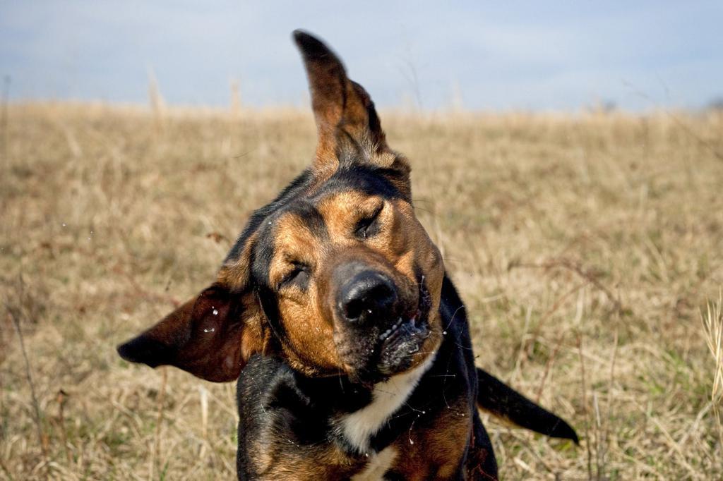 Kutyaegészség - Fülproblémára is utalhat, ha a kutya rázza, vakarja a füleit