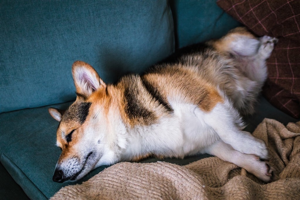 Alvás kutyáknál - Szinte bárhol, bármikor képesek szundítani egyet