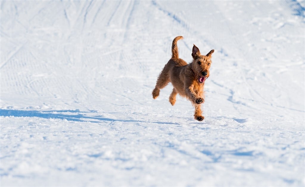 Egy vidám kutya szalad a hóban - Farkincája és mosolya is jól jelzi hangulatát