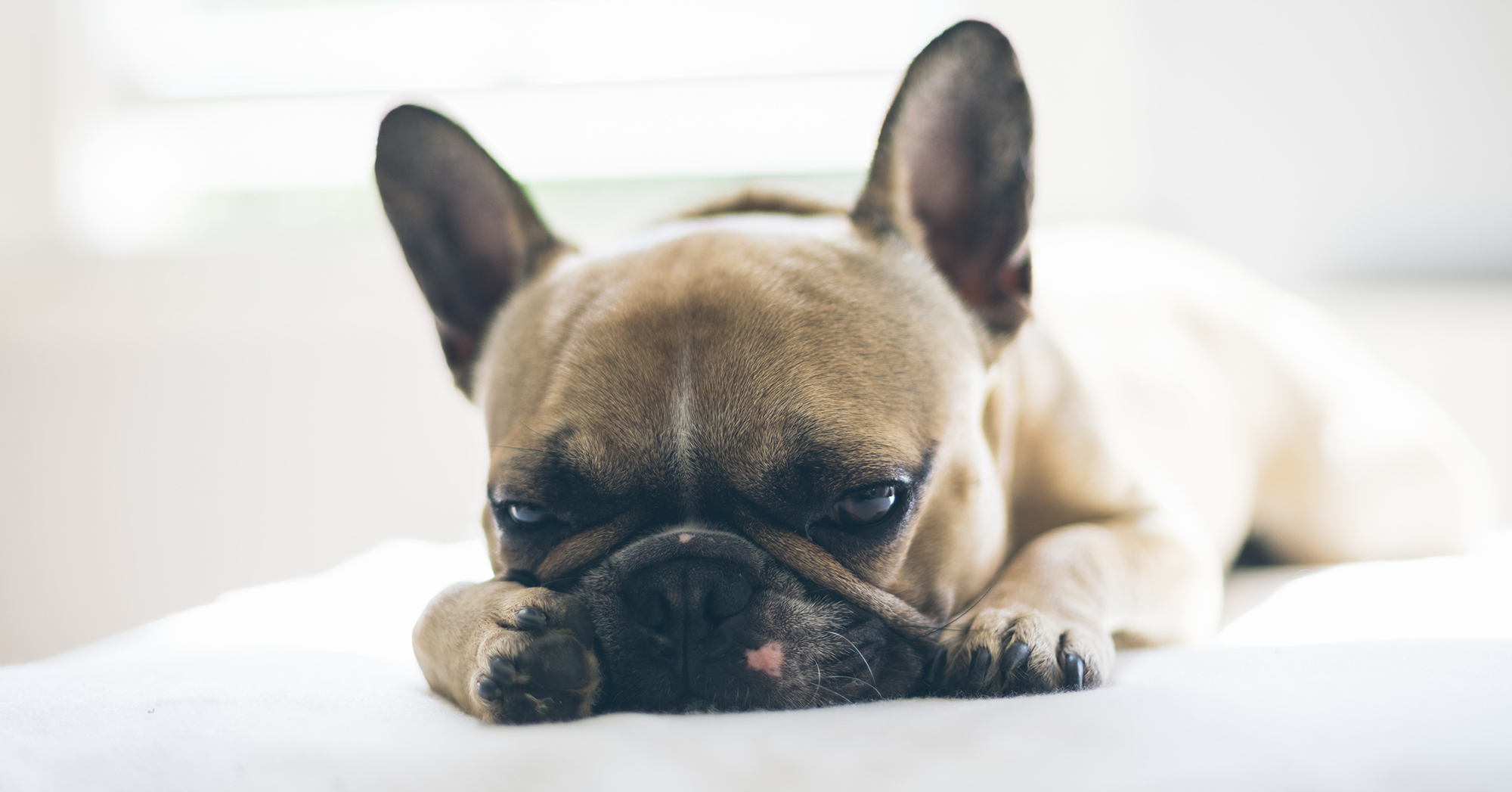A vizsgálatok szerint a rövid fejű kutyák többet alszanak
