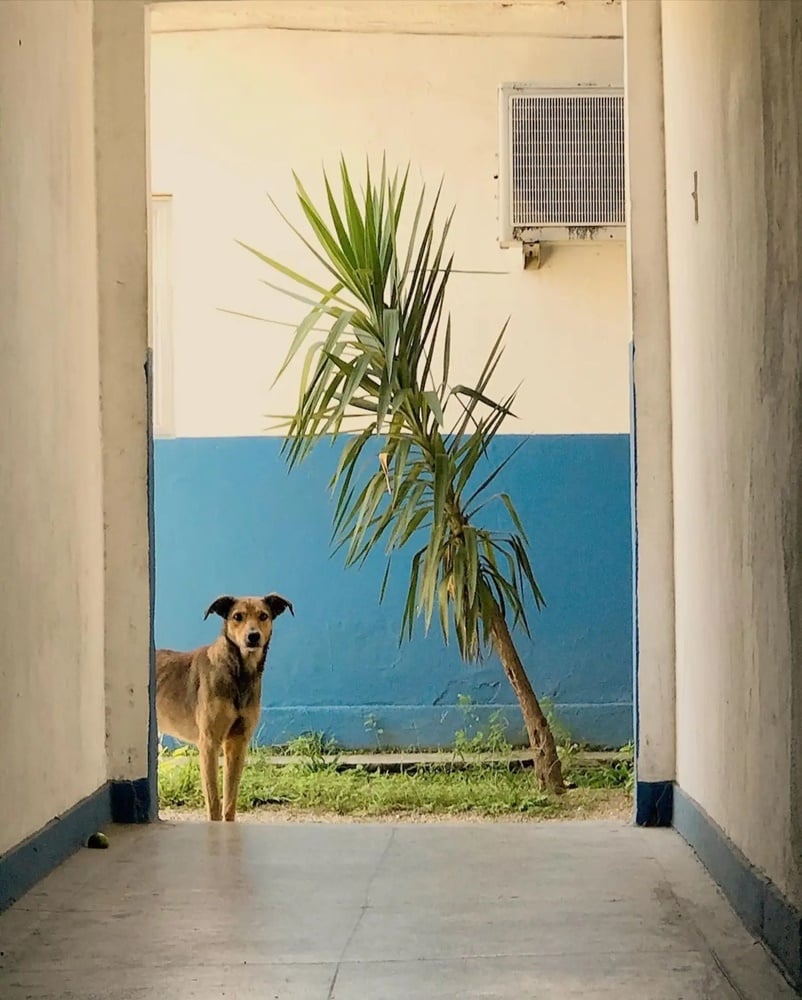 Egy nap kóbor kutya jelent meg a brazil rendőrőrs előtt