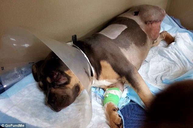 Szörnyű állapotban volt a kutya a vonatbaleset után