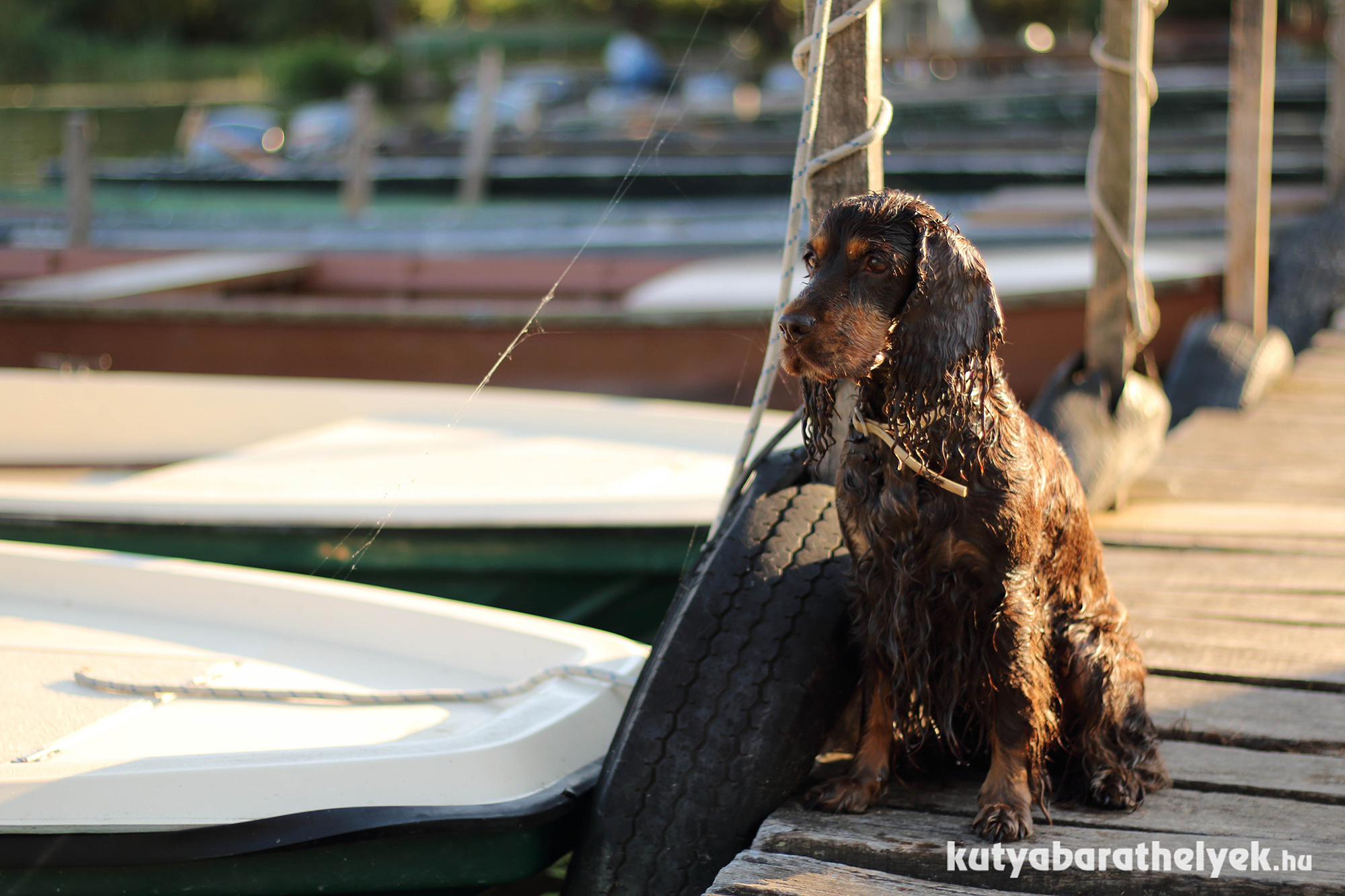 A Tisza-tó környéki kikötők egytől egyig kutyabarátok