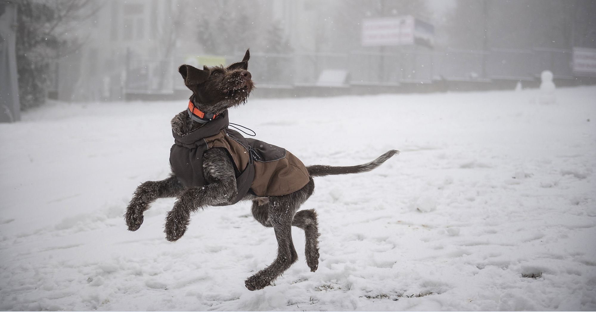 A kutyák is nagyon élvezik a havat - a hétvégi sétát, túrát ezúttal ne a Mátra vagy a Bükk erdeibe tervezzük!