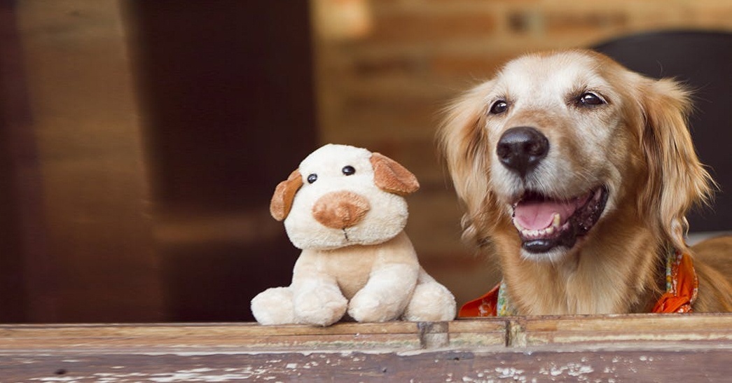 Elválaszthatatlan barátok - A kutya és plüssjátéka