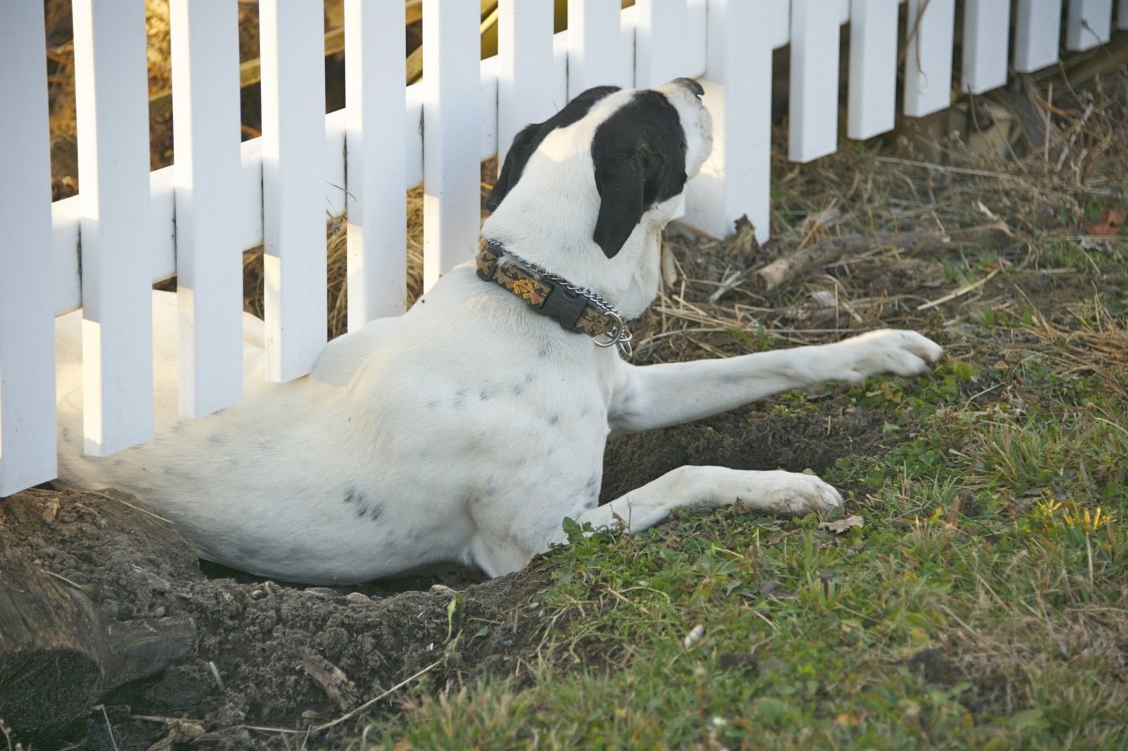 A legfontosabb a jó kerítés, amin se alul, se felül nem jut ki a kutya