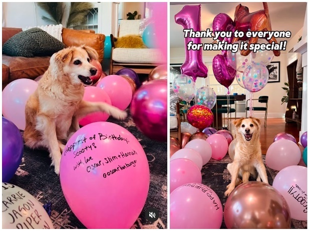 100 lufi pukkant - Így örült születésnapi meglepetésének a 13 éves lebénult kutya