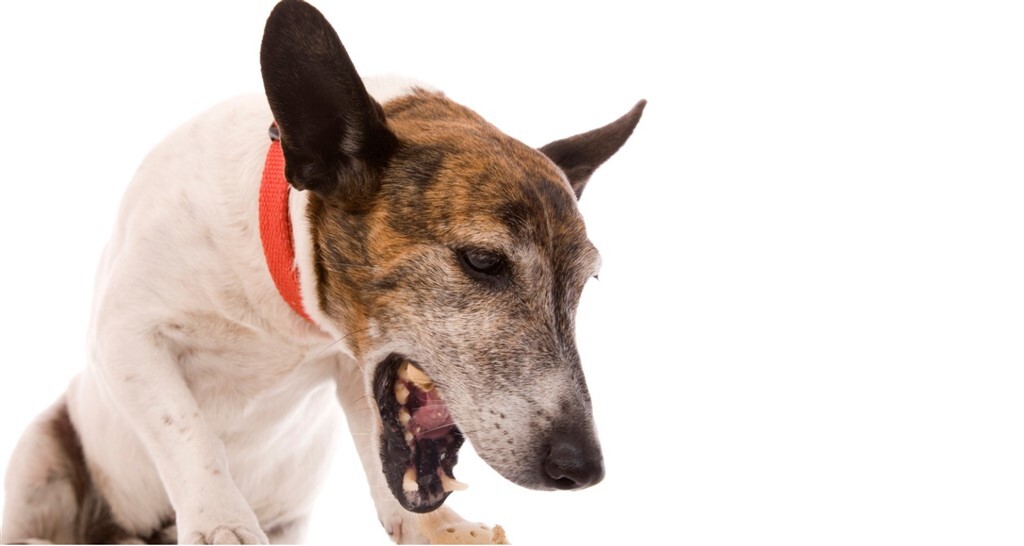 Kennelköhögés kutyáknál - Fő tünete a köhögés