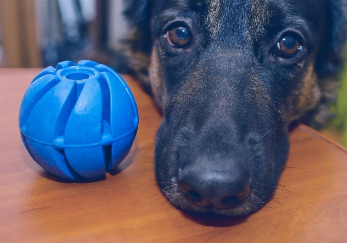 Van olyan kutya, aki azért hozza oda a játékát, labdáját, mert egy kis figyelemre vágyik