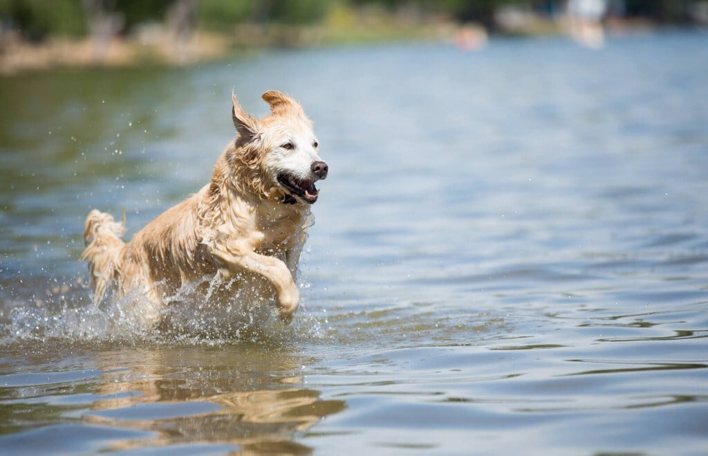 Néhány kutya ösztönösen is imádja a vizet