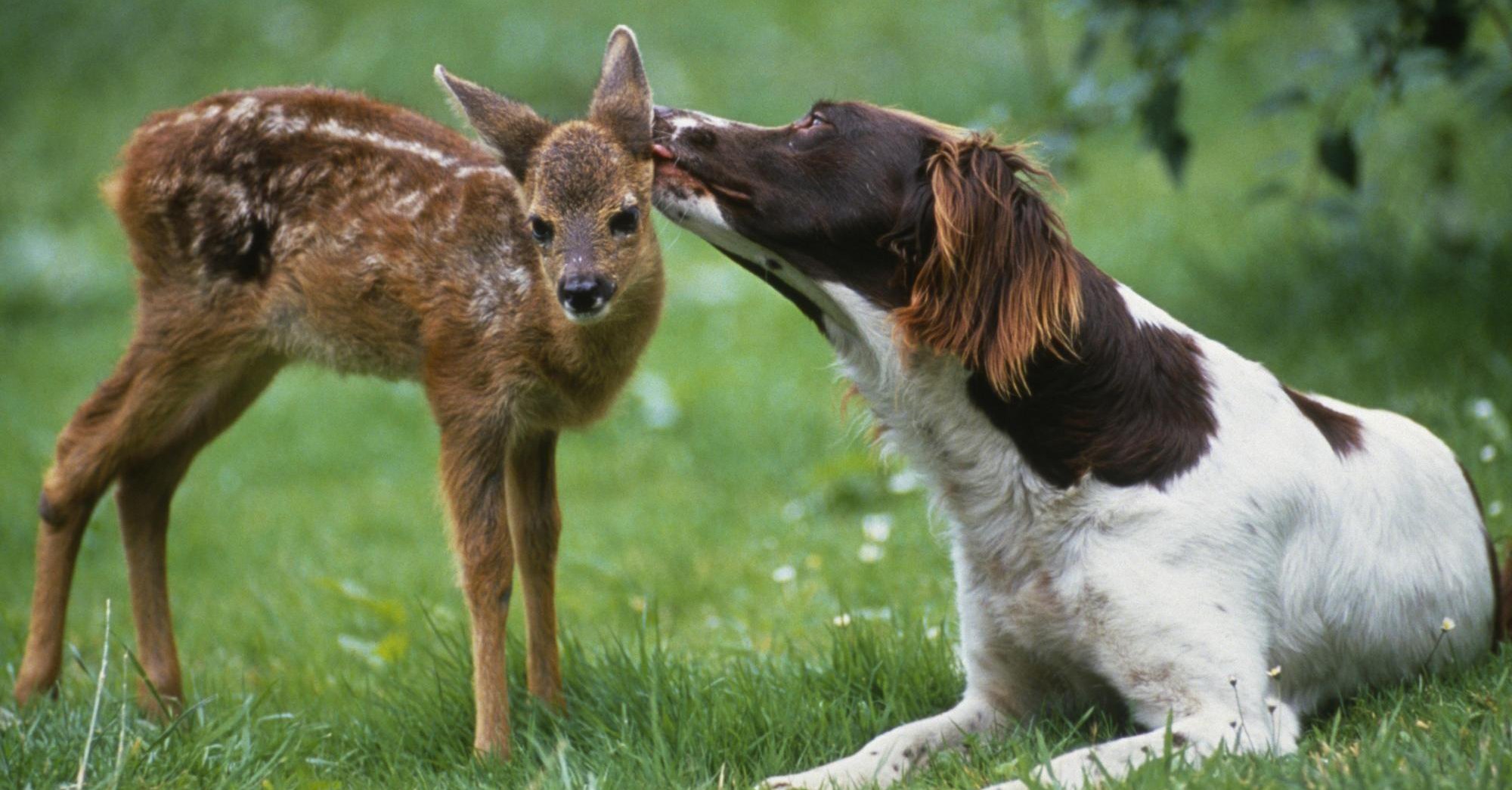 Bármilyen aranyosak is együtt, ne engedjük oda kutyánkat a kis állathoz, és mi se nyúljunk hozzá!