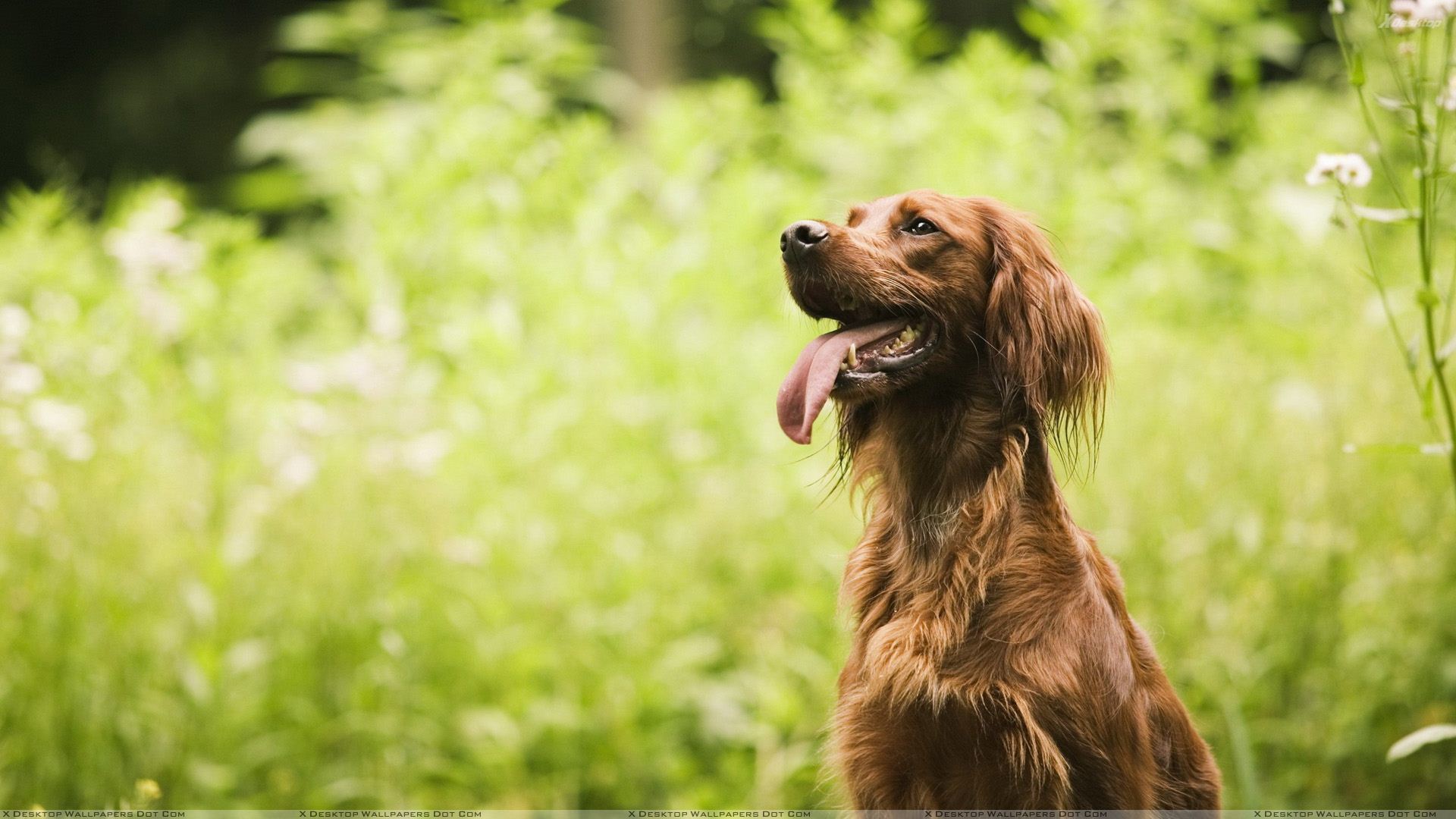 Kertünkben is megbújhatnak a kutyánkra is veszélyt jelentő kullancsok