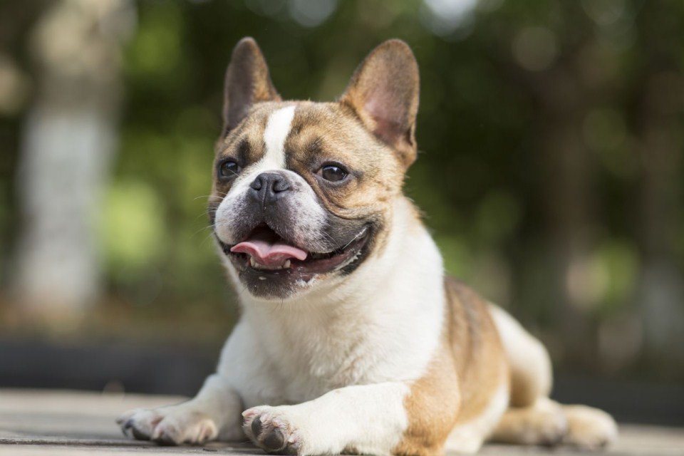 Kutyafajták extrovertáltaknak - Francia bulldog