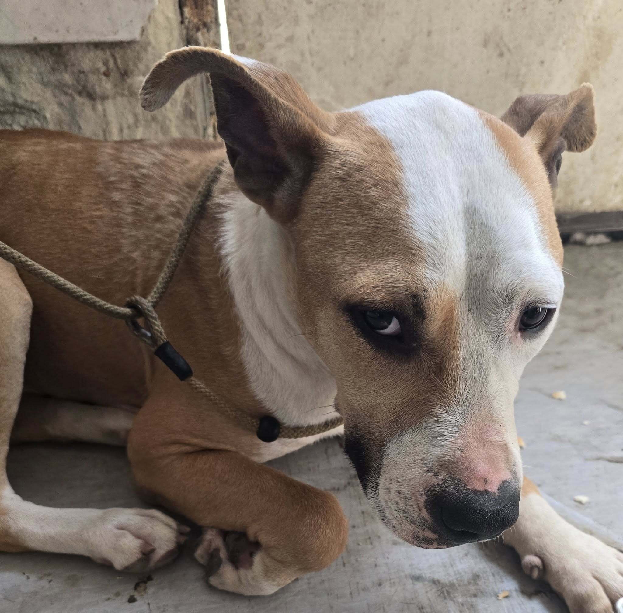 pitbull pitbull