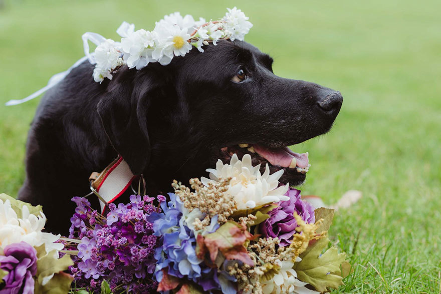 Charlie, a 15 éves labrador az esküvői virágok között