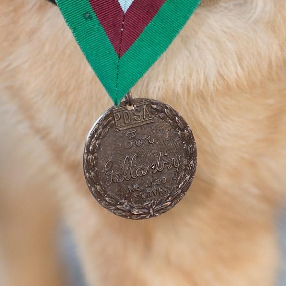 Lucca kitüntetése, a Dickin-medál 