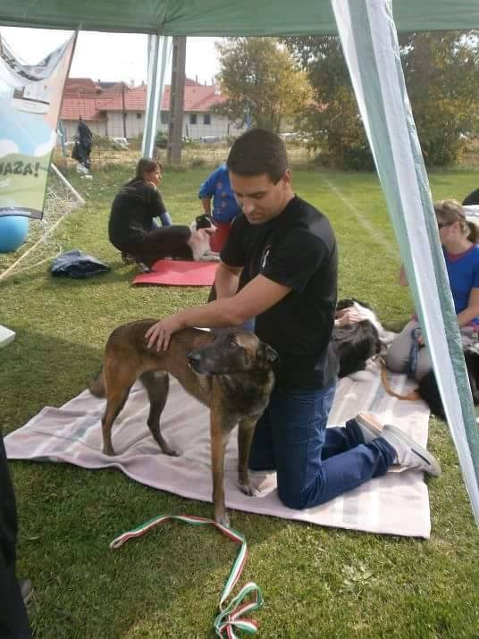 Pesti József, kutya fizioterapeuta. A masszázsnak nagy szerepe van a bemelegítésben és a levezetsében