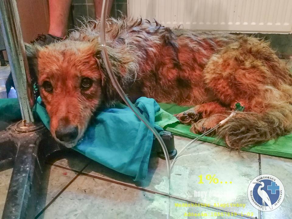 A kutya életéért sokáig küzdöttek az állatorvosok, de nem sikerült megmenteni