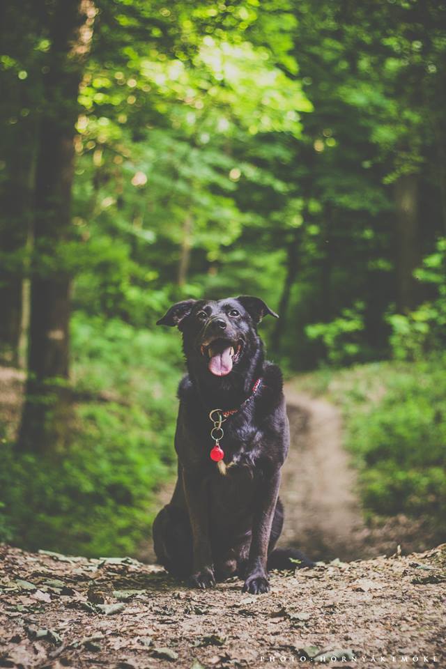 Egy fekete kutyának ugyanolyan vágyi vannak, mint társainak: például nagyokat sétálni a gazdival