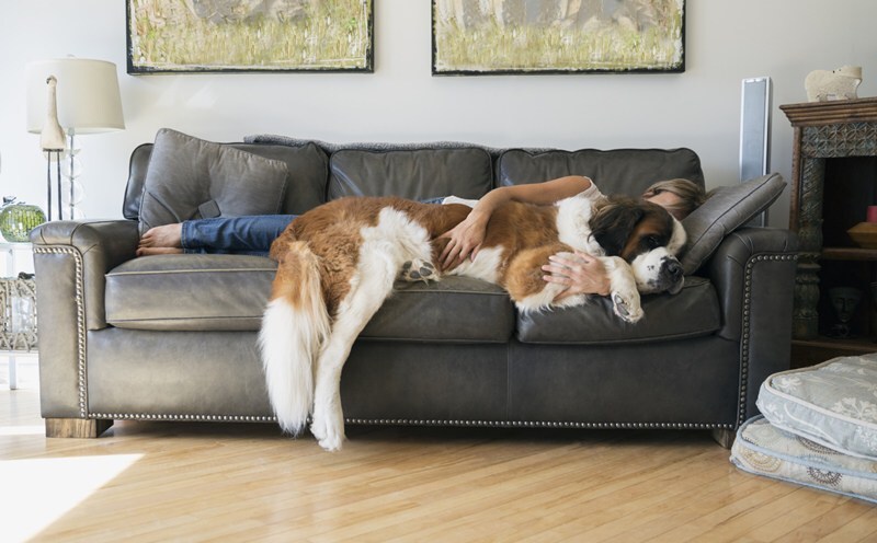 Kutya a kanapén - Még az óriások is szívesen bújnak a gazdihoz
