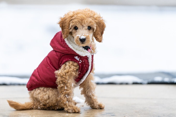Hideg időjárás esetén a kutyáknak is jól jöhet egy bélelt kabát
