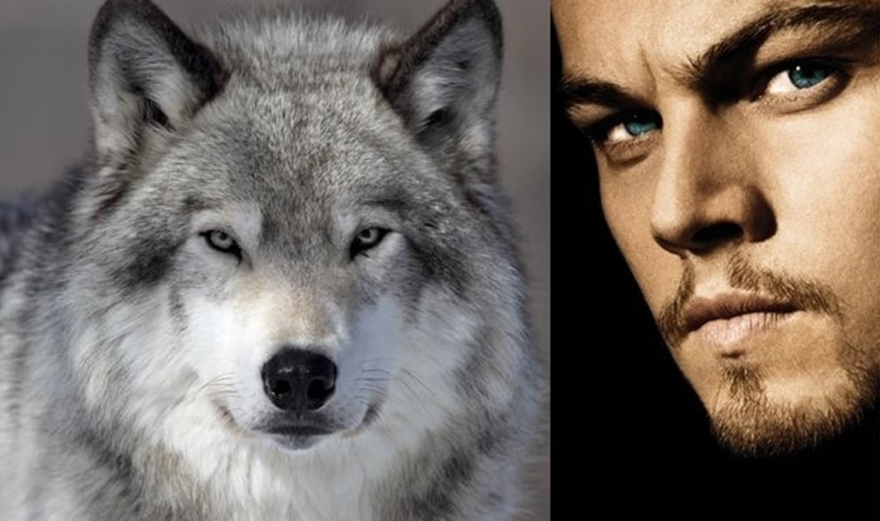 Leonardo DiCaprio az állat- és természetvédelemért
