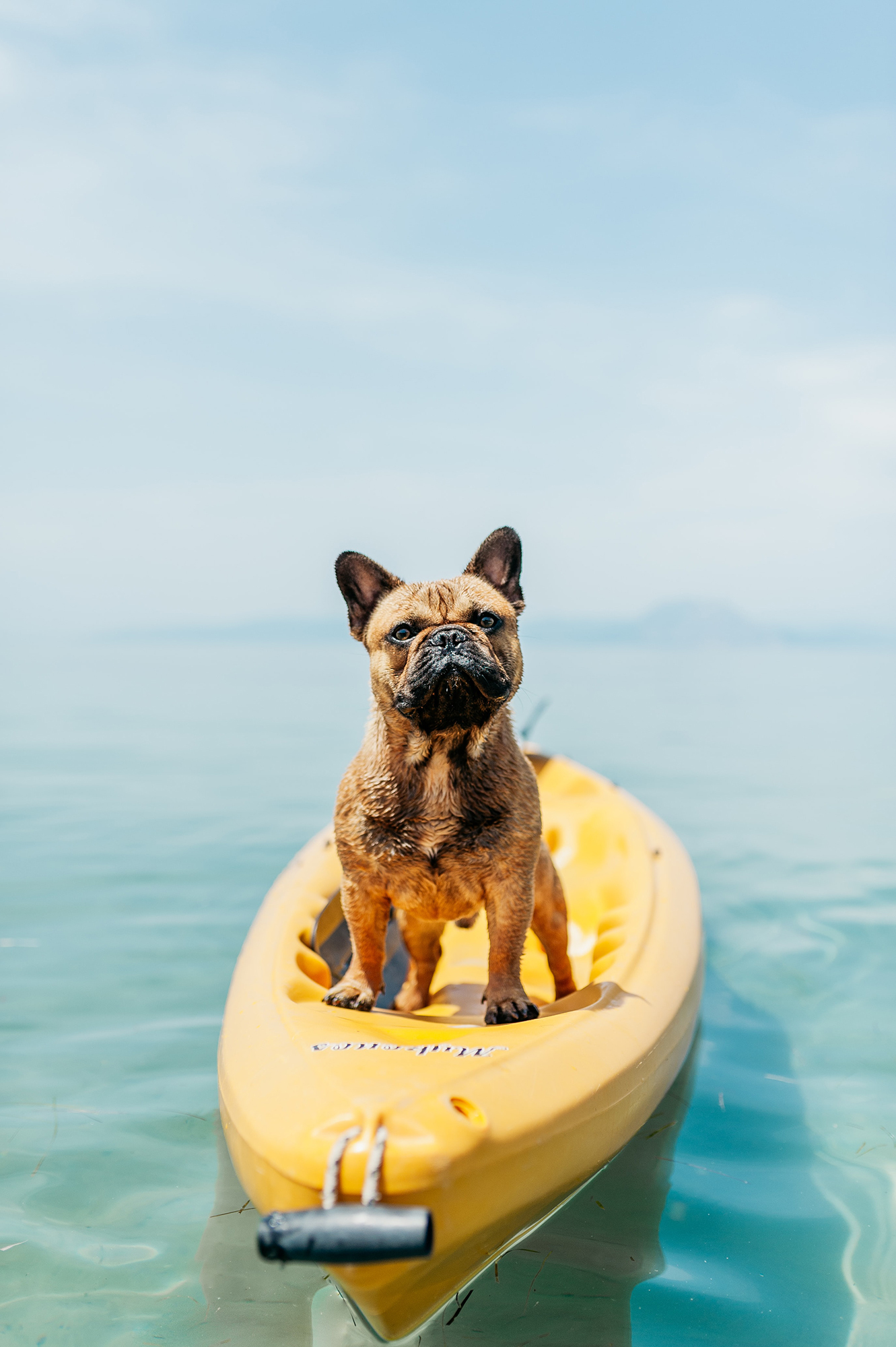 Strandolás közben is figyeljünk kutyánkra: a legmelegebb órákban kerüljük a napot, és ne engedjük felhevülten a vízbe ugrani!